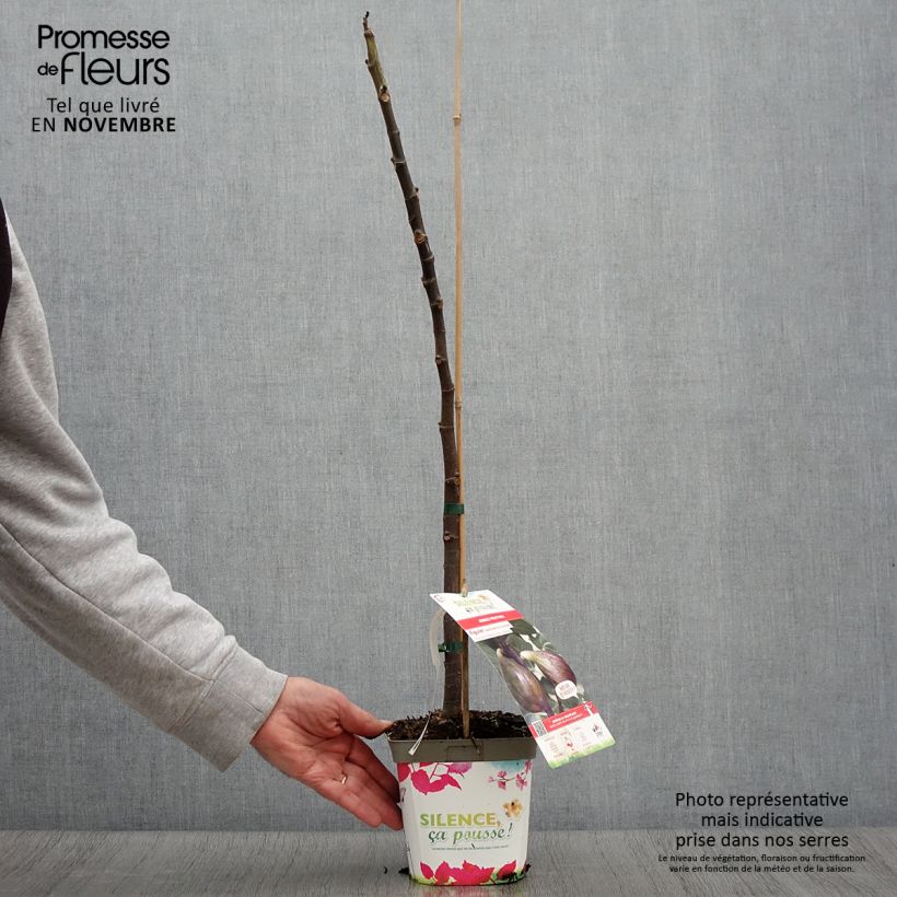 Amostra de Figueira Madalena das Duas Estações - Ficus carica Vaso de 2 L/3 L, Rebento tal como entregue no outono
