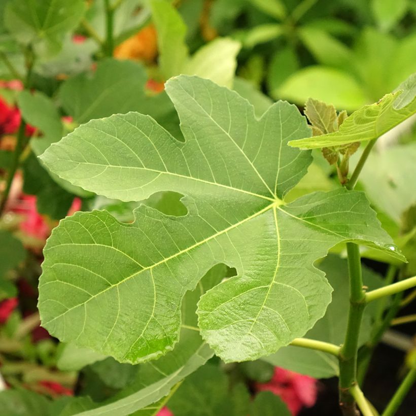 Figueira Madalena das Duas Estações - Ficus carica (Folhagem)