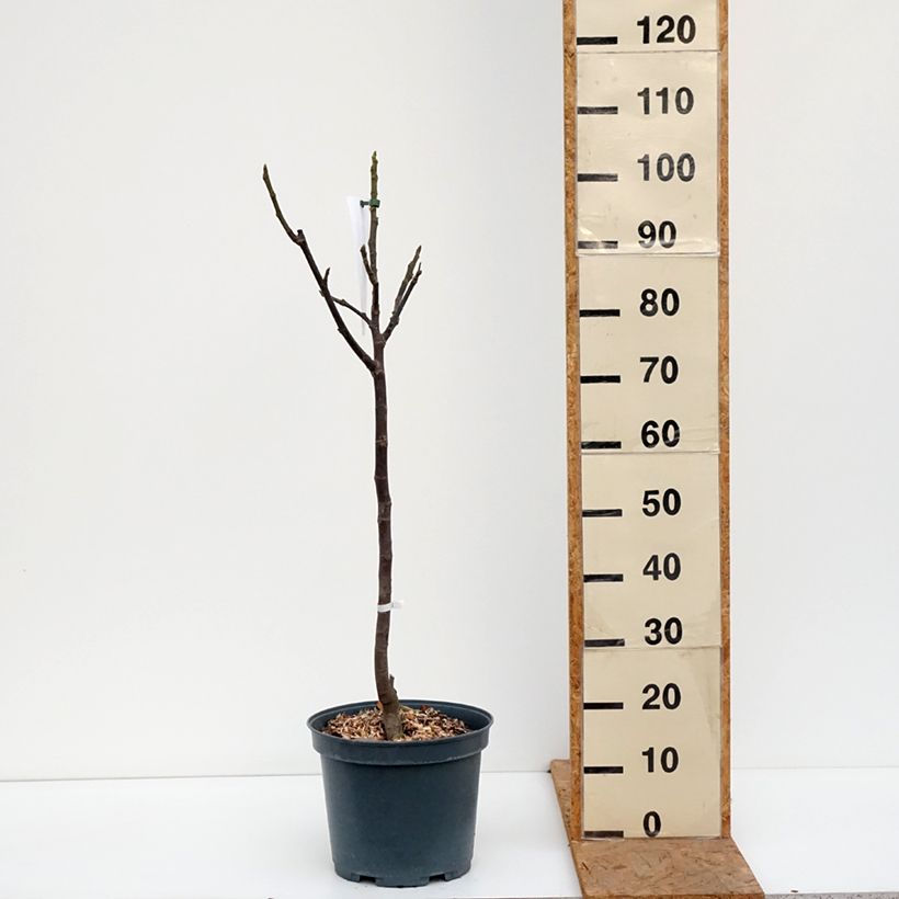 Amostra de Figueira Madalena das Duas Estações - Ficus carica Vaso de 7,5 L/10 L, Meia haste tal como entregue no outono