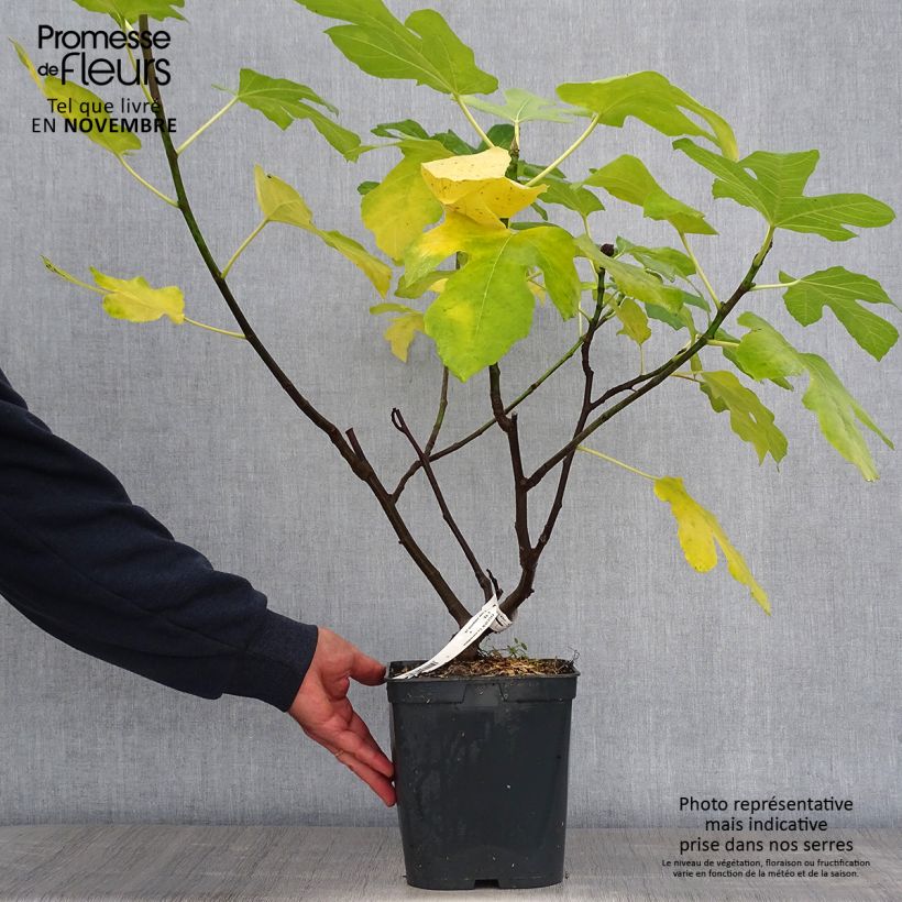 Amostra de Figueira Marseillaise - Ficus carica Vaso de 4 L/5 L tal como entregue no outono