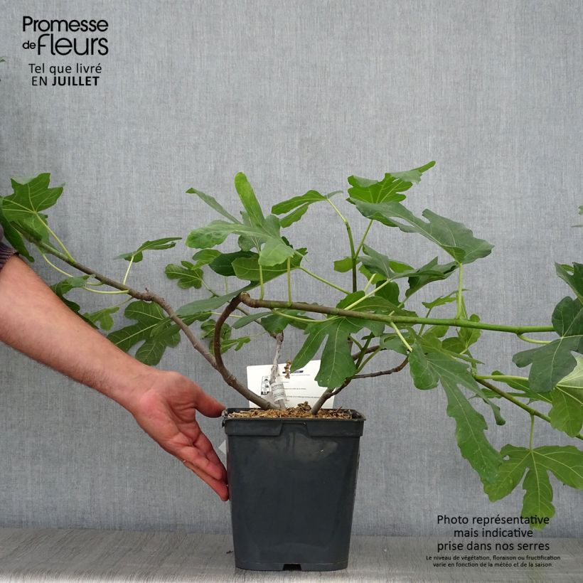 Amostra de Figueira Marseillaise - Ficus carica Vaso de 4 L/5 L tal como entregue no verão