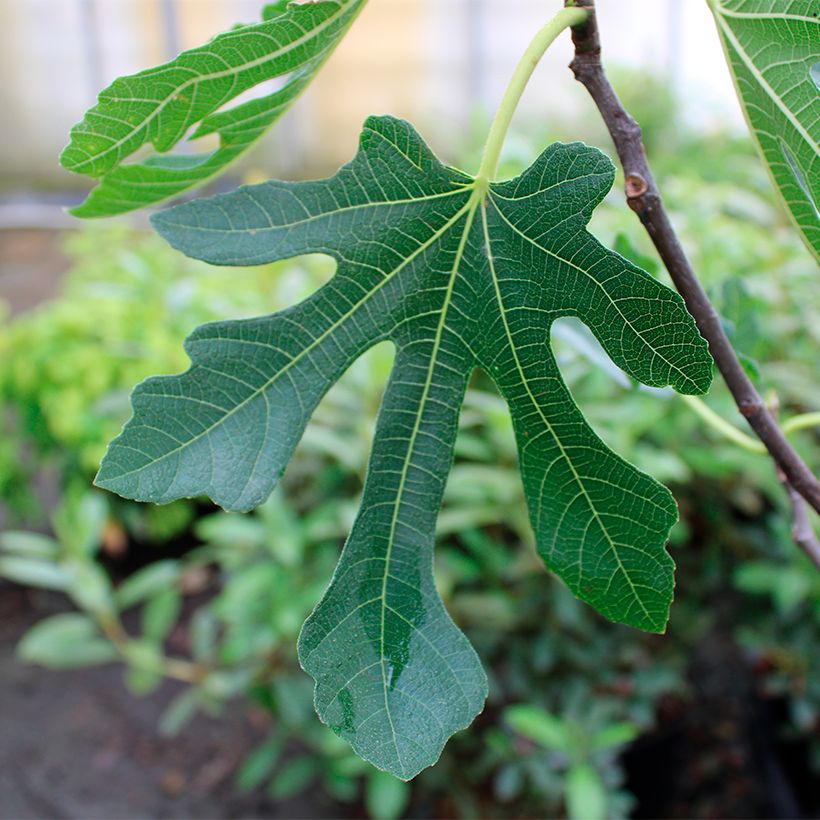 Figueira Marseillaise - Ficus carica (Folhagem)