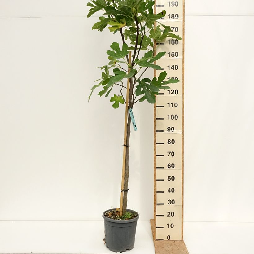 Amostra de Figueira Marseillaise - Ficus carica Vaso de 12 L/15 L, Meia haste tal como entregue no verão