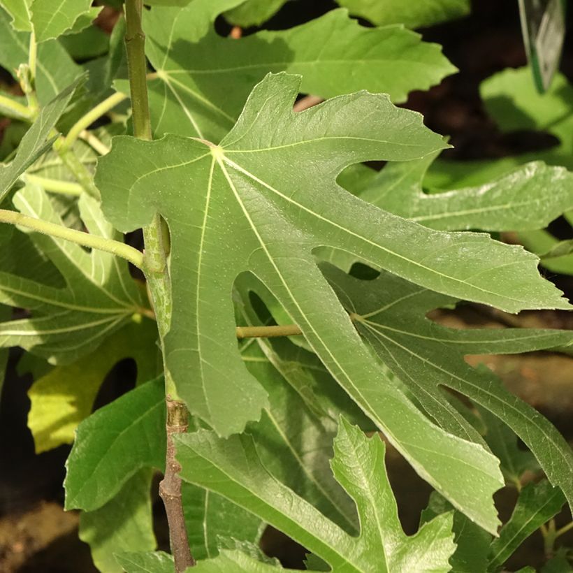 Figueira-anã Figality - Ficus carica (Folhagem)