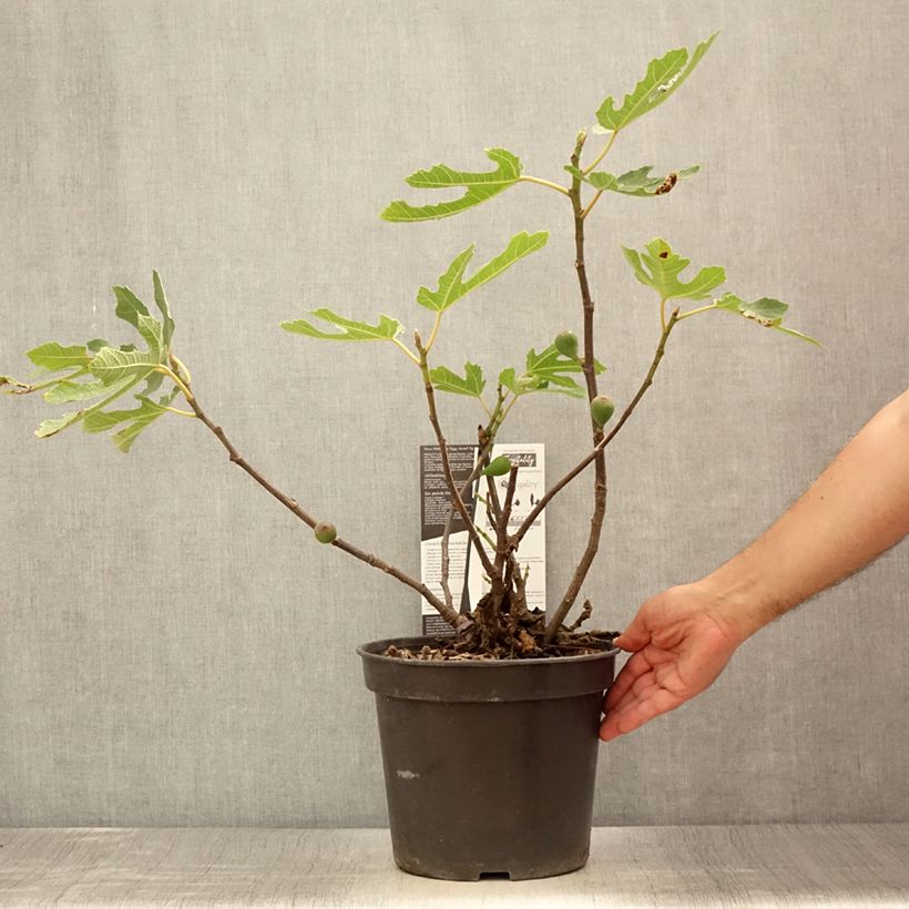 Amostra de Figueira-anã Figality - Ficus carica Vaso de 7,5 L/10 L, Arbusto tal como entregue no verão