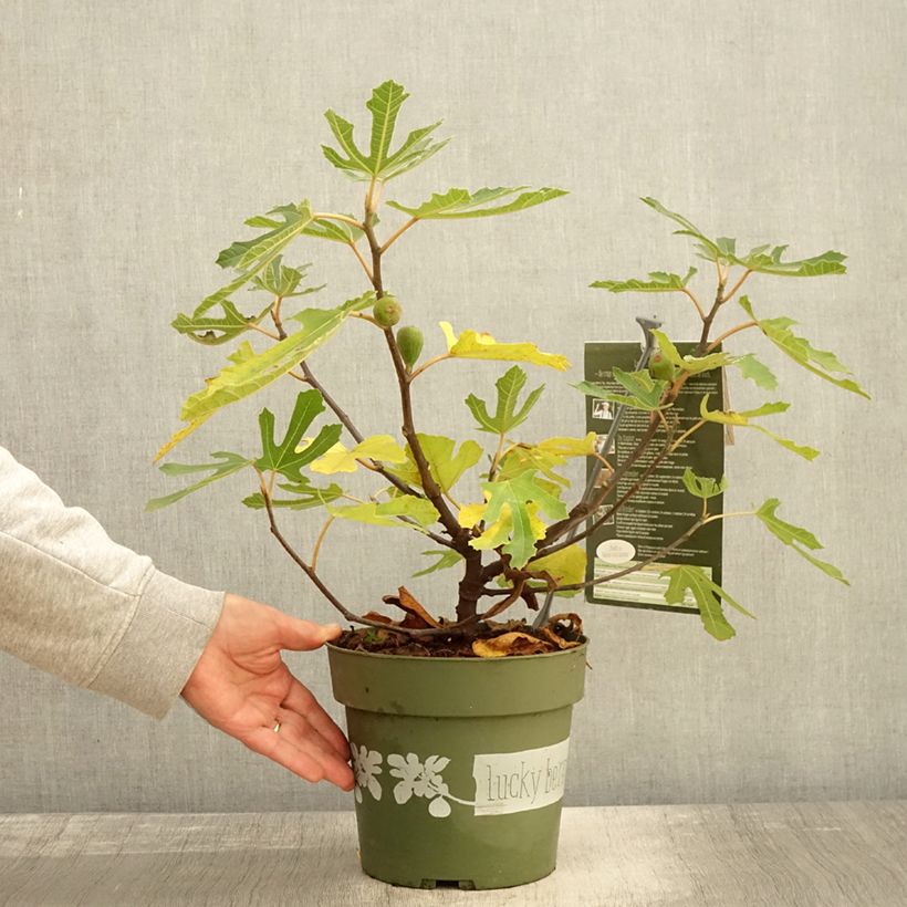 Amostra de Figueira-anã Lucky Berry - Ficus carica Vaso de 4 L/5 L, Tufo tal como entregue no outono