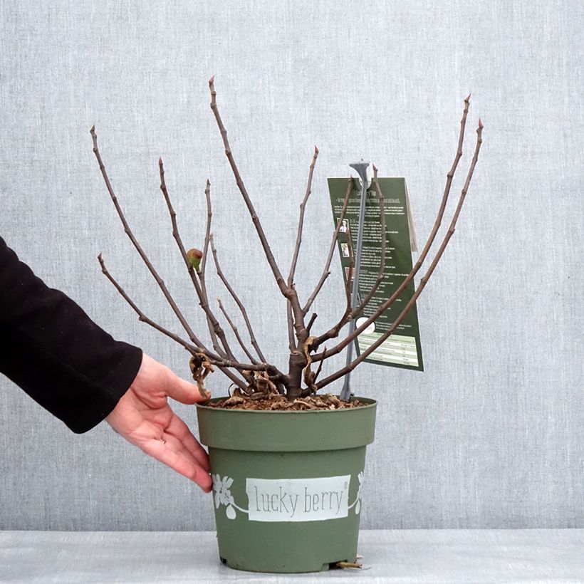Amostra de Figuier nain Lucky Berry - Ficus carica Vaso de 4 L/5 L, Tufo tal como entregue no inverno