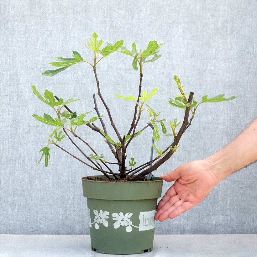 Amostra de Figueira-anã Lucky Berry - Ficus carica Vaso de 4 L/5 L, Tufo tal como entregue na primavera