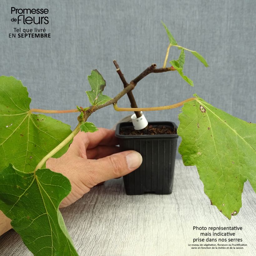 Amostra de Figueira Preta de Bellone - Ficus carica Vaso de 8/9 cm tal como entregue no outono