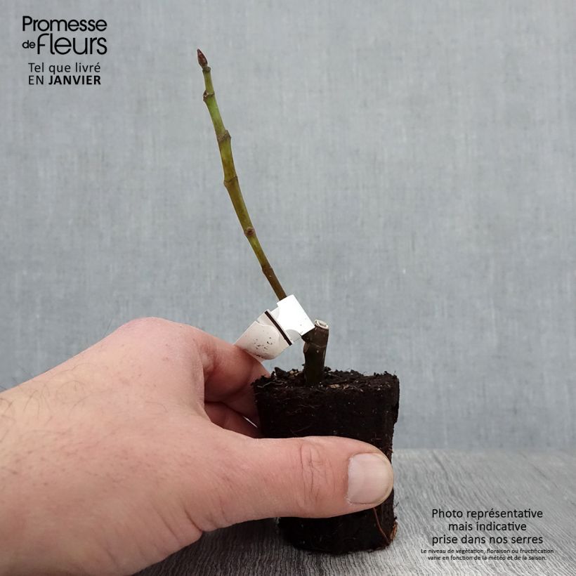 Amostra de Figueira Preta de Bellone - Ficus carica Vaso de 8/9 cm tal como entregue no inverno