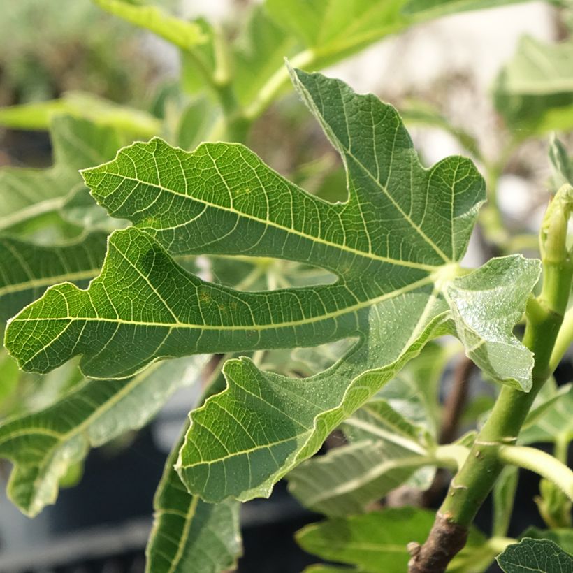 Figueira Preta de Bellone - Ficus carica (Folhagem)