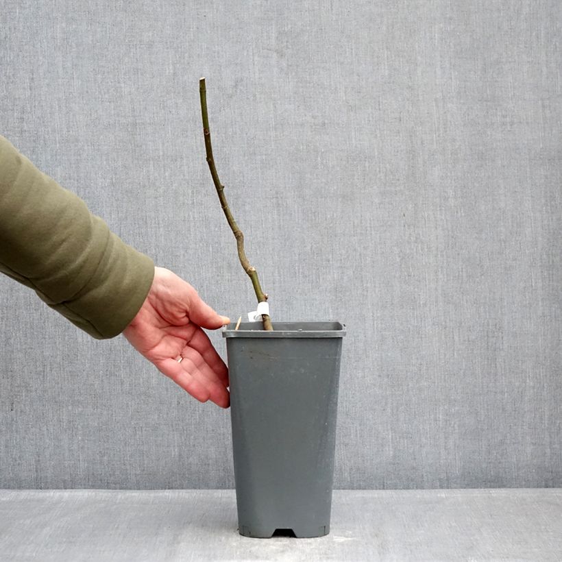 Amostra de Figueira Preta de Bellone - Ficus carica Vaso de 3 L/4 L, Arbusto tal como entregue no inverno