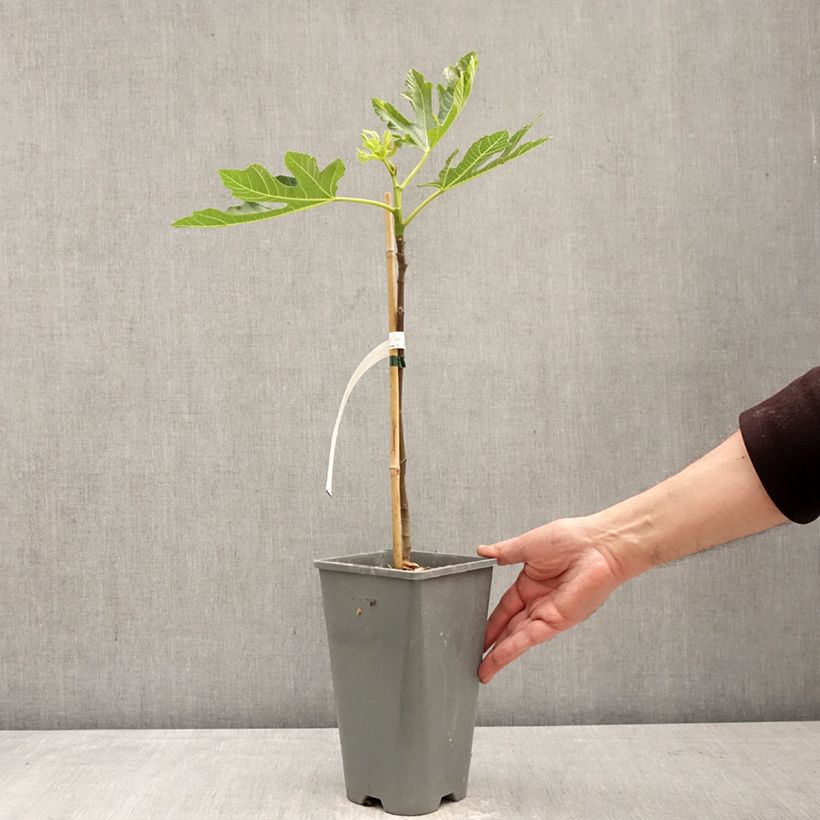 Amostra de Figueira Preta de Bellone - Ficus carica Vaso de 3 L/4 L, Arbusto tal como entregue na primavera