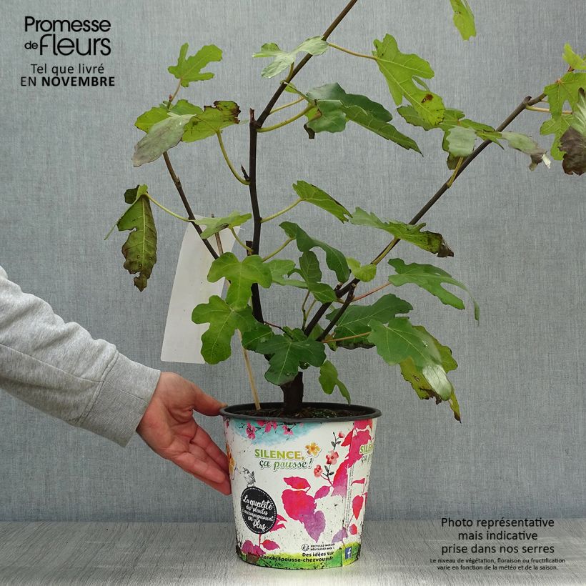 Amostra de Figueira Preta de Caromb - Ficus carica Vaso de 4 L/5 L, Arbusto tal como entregue no outono