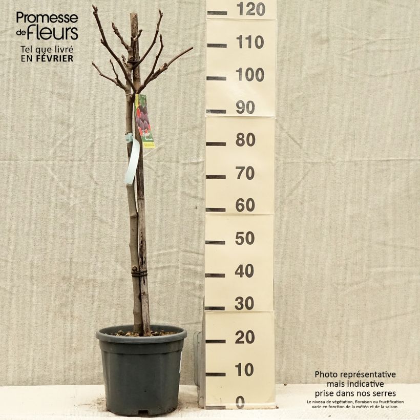 Amostra de Figuier Noire de Caromb Vaso de 7,5 L/10 L tal como entregue no inverno