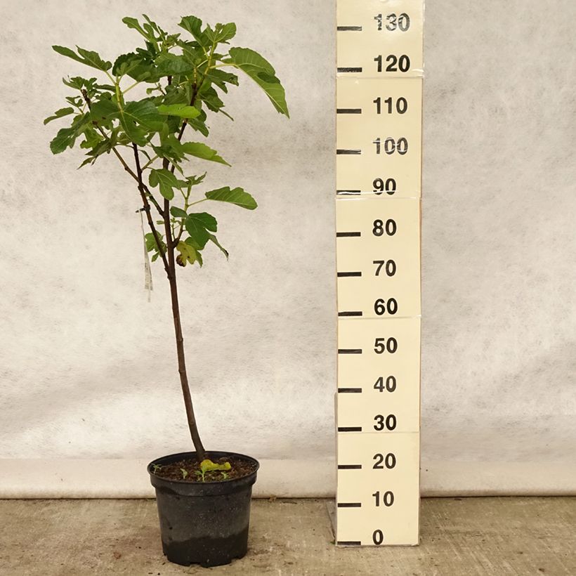 Amostra de Figueira Panachée - Ficus carica Vaso de 4 L/5 L, 1/4 de haste tal como entregue no verão
