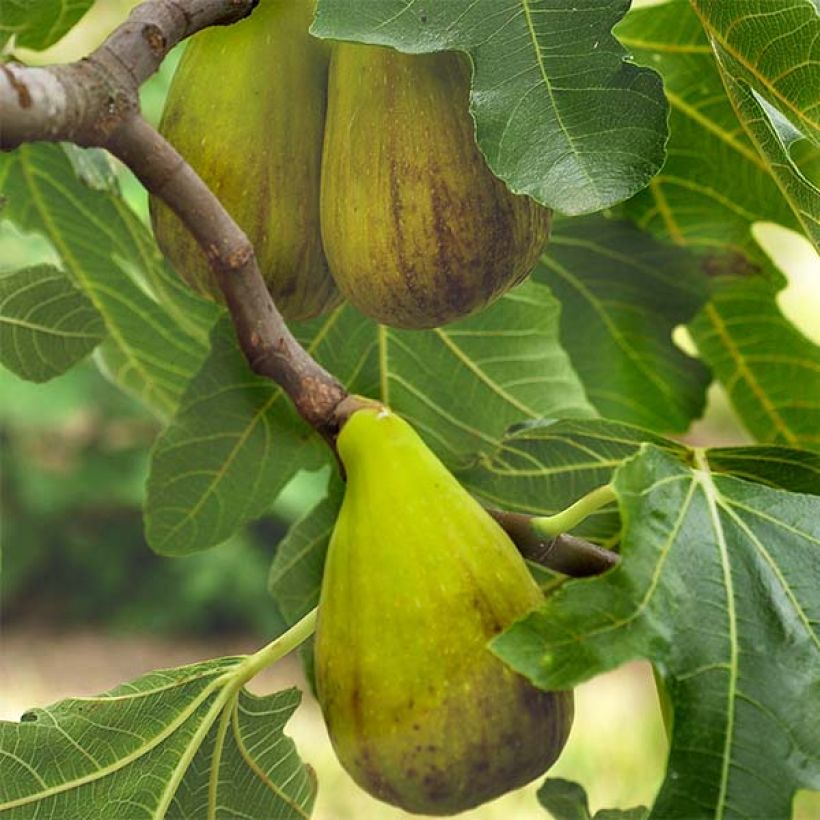 Figueira Precoce da Dalmácia - Ficus carica (Floração)