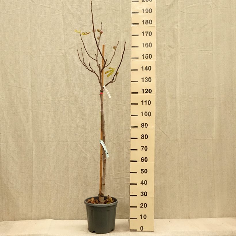 Amostra de Figueira Precoce da Dalmácia - Ficus carica Vaso de 12 L/15 L, Meia haste tal como entregue no outono