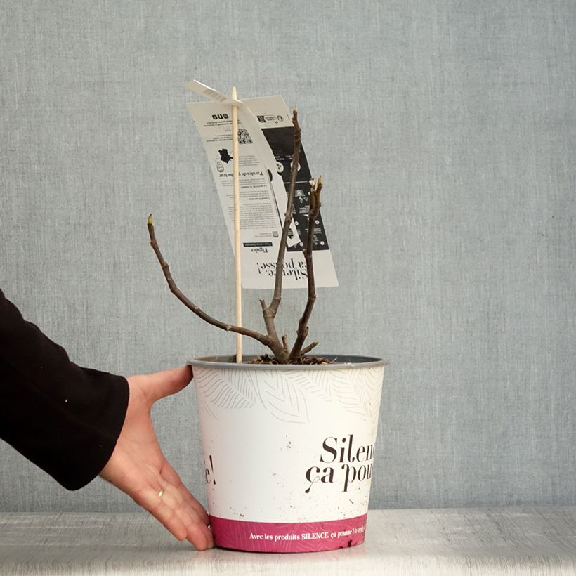 Amostra de Figueira Precoce da Dalmácia - Ficus carica Vaso de 4 L/5 L, Arbusto tal como entregue no outono