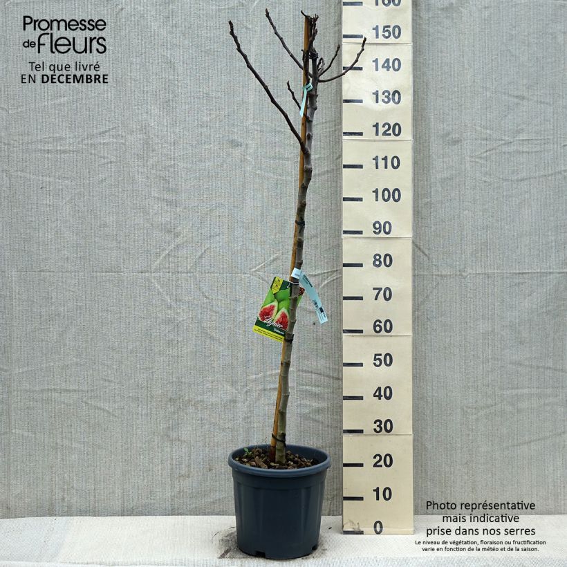 Amostra de Figuier précoce de Dalmatie - Ficus carica Vaso de 12 L/15 L, Meia haste tal como entregue no inverno