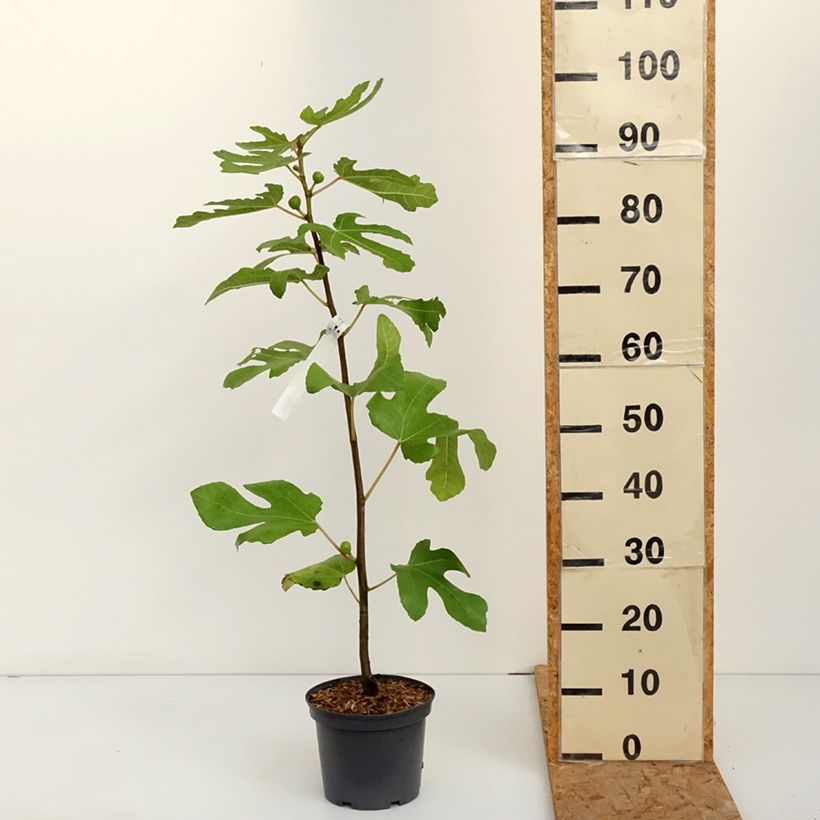 Amostra de Figueira Redonda de Bordéus - Ficus carica Vaso de 2 L/3 L tal como entregue no outono