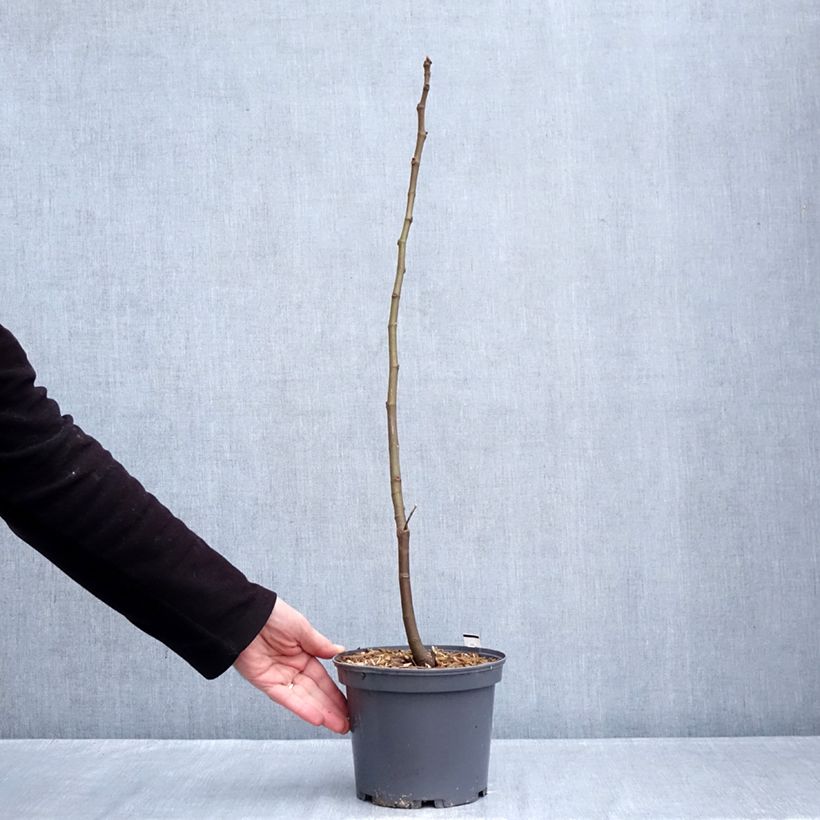 Amostra de Figuier Ronde De Bordeaux - Ficus carica Vaso de 2 L/3 L tal como entregue no inverno