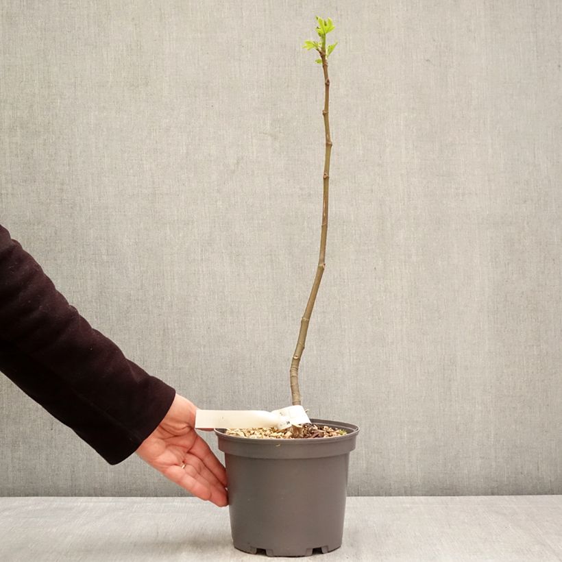 Amostra de Figueira Redonda de Bordéus - Ficus carica Vaso de 2 L/3 L tal como entregue na primavera