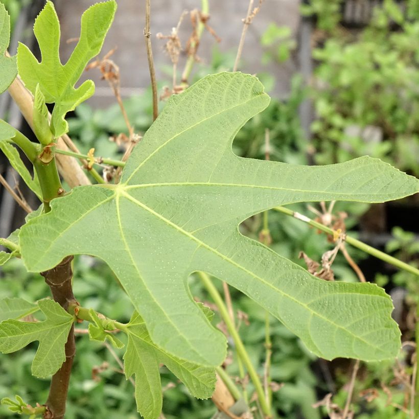 Figueira Redonda de Bordéus - Ficus carica (Folhagem)