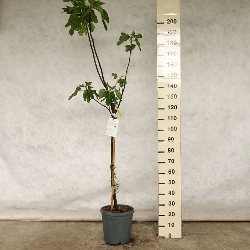 Amostra de Figueira Vermelha de Bordéus - Ficus carica Vaso de 12 L/15 L, Meia haste tal como entregue no verão