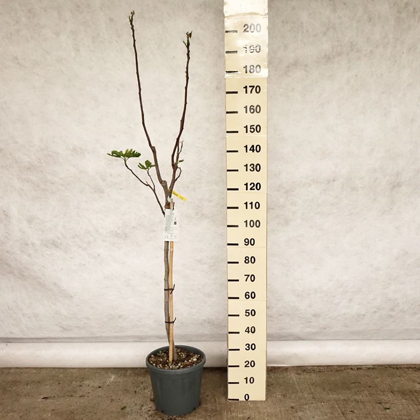 Amostra de Figueira Vermelha de Bordéus - Ficus carica Vaso de 12 L/15 L, Meia haste tal como entregue na primavera