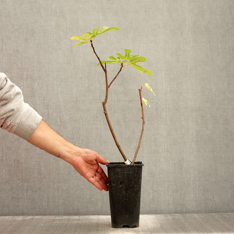 Amostra de Figueira Vermelha de Bordéus - Ficus carica Vaso de 2 L/3 L tal como entregue no outono