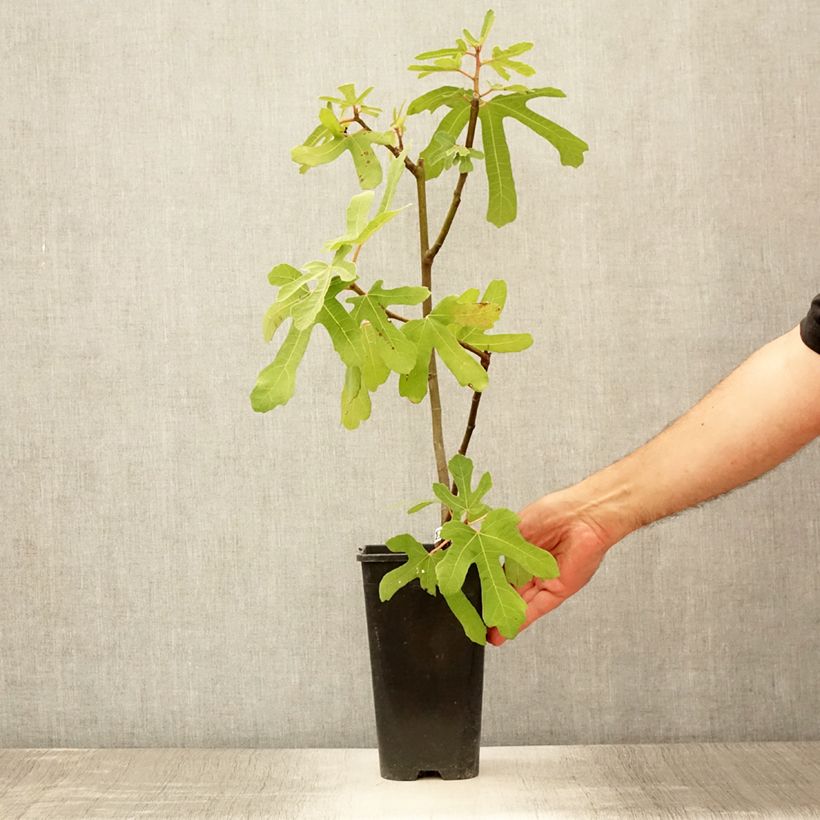 Amostra de Figueira Vermelha de Bordéus - Ficus carica Vaso de 2 L/3 L tal como entregue no verão