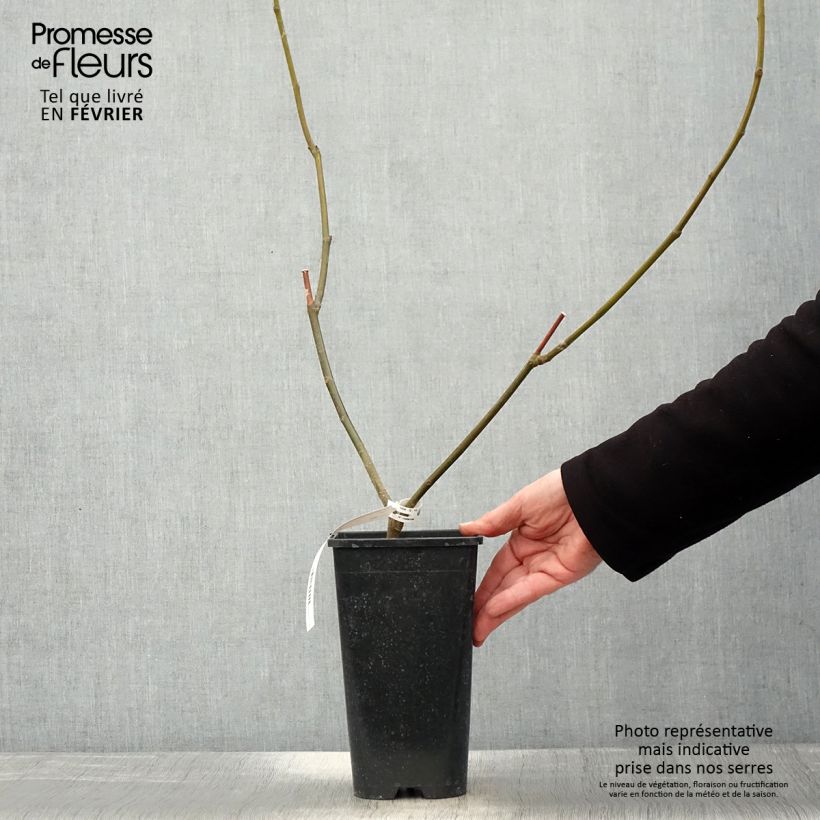 Amostra de Figuier Rouge de Bordeaux - Pastilière Vaso de 2 L/3 L tal como entregue no inverno