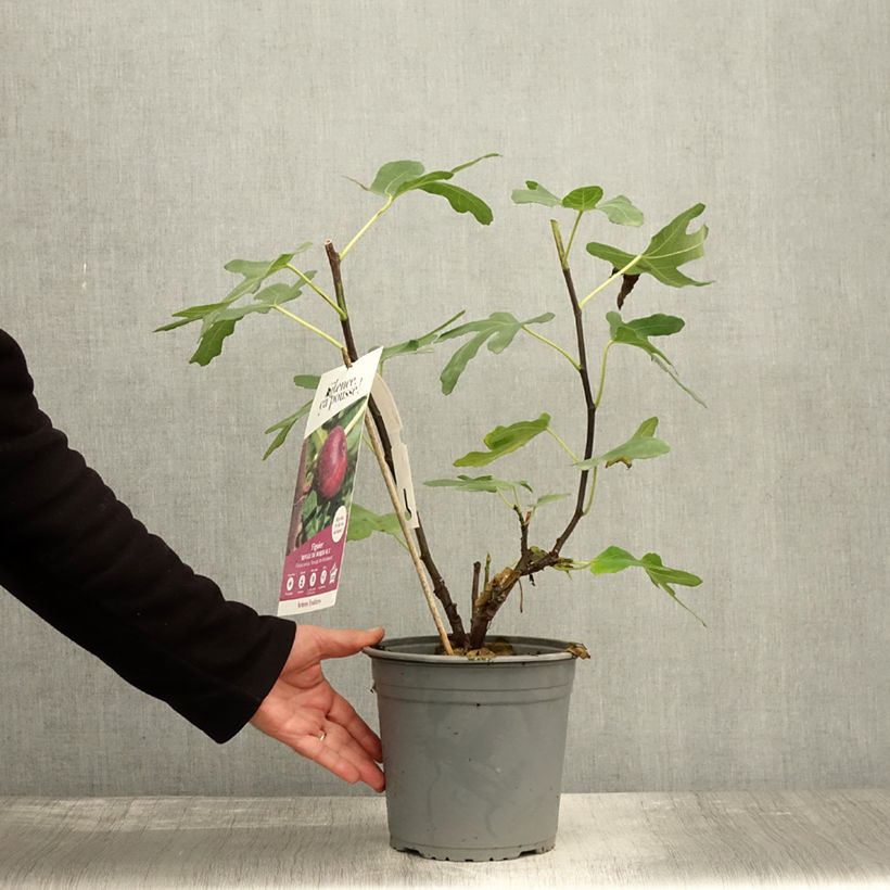 Amostra de Figueira Vermelha de Bordéus - Ficus carica Vaso de 4 L/5 L, Arbusto tal como entregue no outono