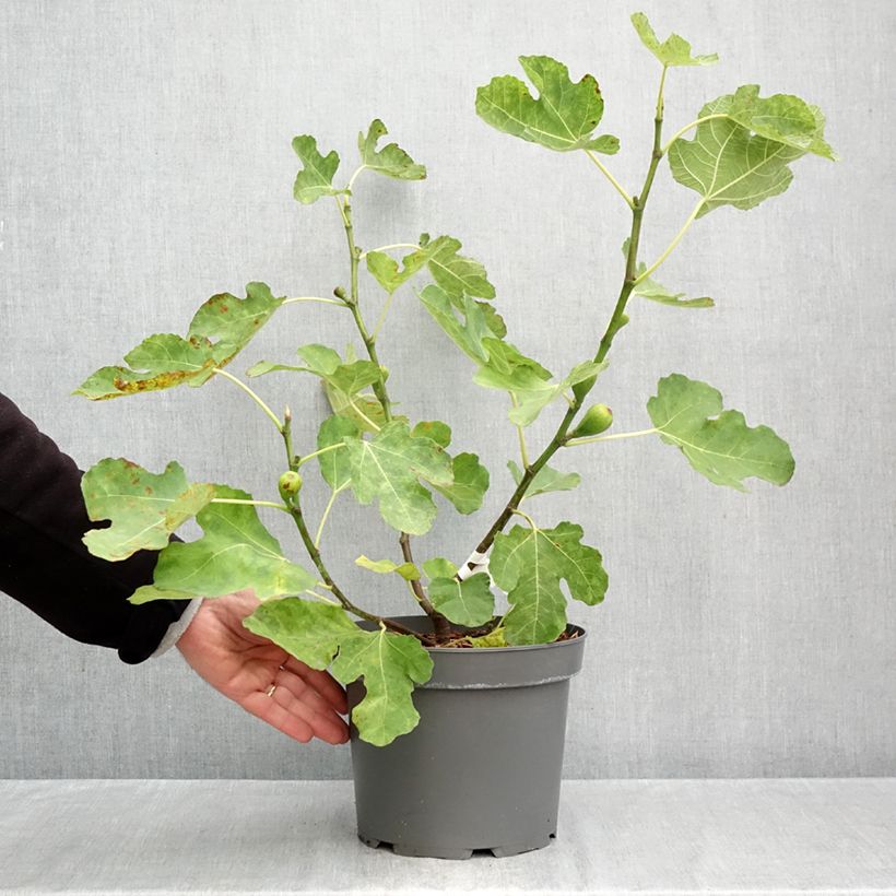 Amostra de Figueira Terza - Ficus carica Vaso de 4 L/5 L, Arbusto tal como entregue no outono