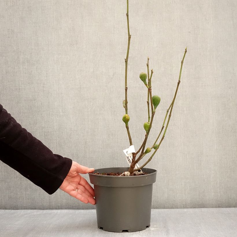 Amostra de Figueira Terza - Ficus carica Vaso de 4 L/5 L, Arbusto tal como entregue no inverno