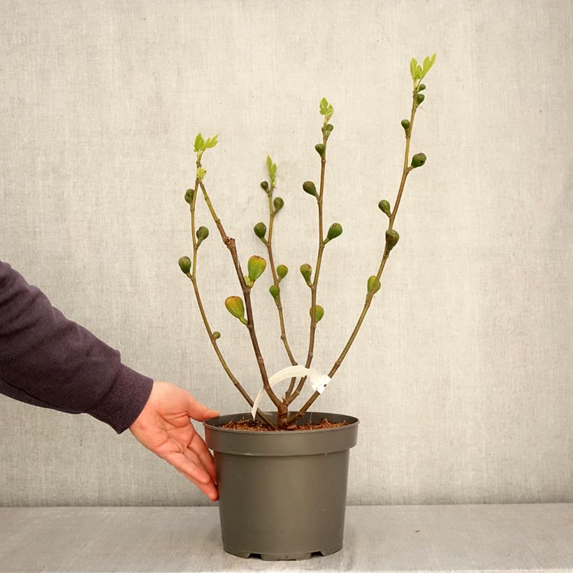 Amostra de Figueira Terza - Ficus carica Vaso de 4 L/5 L, Arbusto tal como entregue na primavera