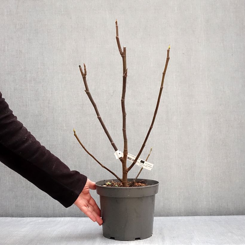 Amostra de Figueira Violeta de Argenteuil - Ficus carica Vaso de 4 L/5 L, Arbusto tal como entregue no inverno