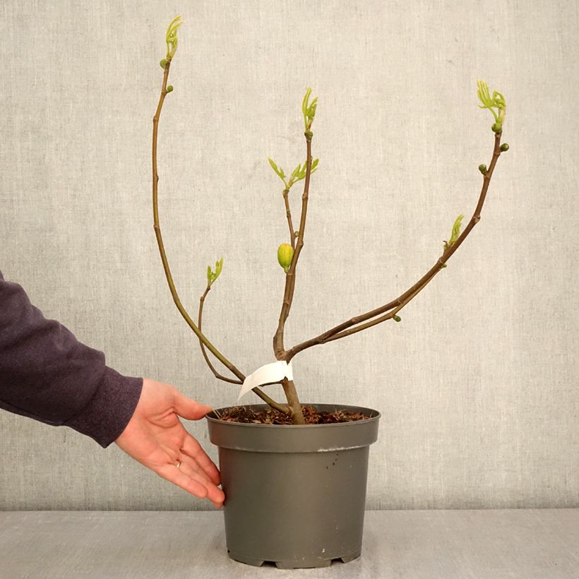 Amostra de Figueira Violeta de Argenteuil - Ficus carica Vaso de 4 L/5 L, Arbusto tal como entregue na primavera