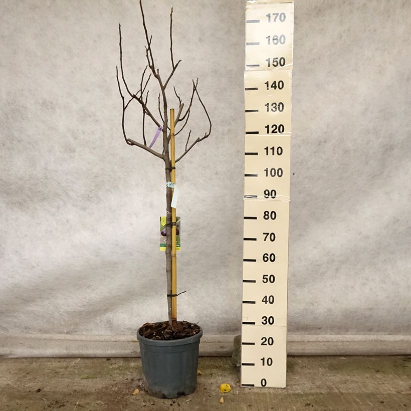 Amostra de Figueira Violeta Dauphine - Ficus carica Vaso de 7,5 L/10 L, Meia haste tal como entregue no outono