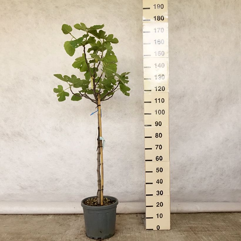 Amostra de Figueira Violeta Dauphine - Ficus carica Vaso de 7,5 L/10 L, Meia haste tal como entregue no verão