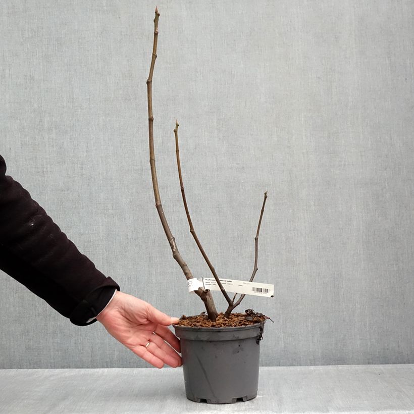 Amostra de Figueira Violeta Sollies - Bourjassotte Preta - Parisiense - Ficus carica Vaso de 3 L/4 L, Tufo tal como entregue no outono