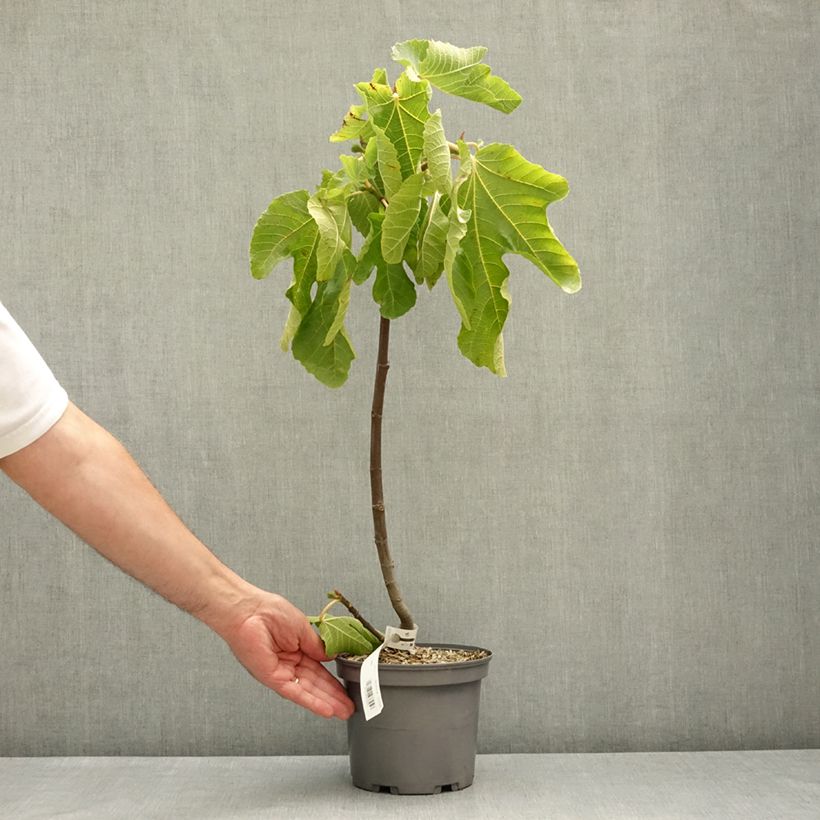 Amostra de Figueira Violeta Sollies - Bourjassotte Preta - Parisiense - Ficus carica Vaso de 3 L/4 L, Tufo tal como entregue na primavera