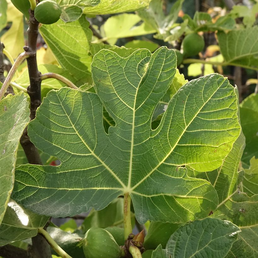 Figueira Violeta Sollies - Bourjassotte Preta - Parisiense - Ficus carica (Folhagem)