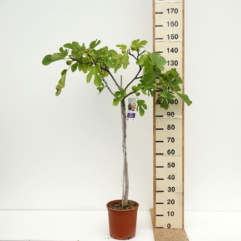 Amostra de Figuier Violette de Sollies - Bourjassotte noire - Parisienne Vaso de 7,5 L/10 L, Meia haste tal como entregue no verão