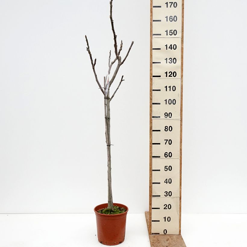Amostra de Figueira Violeta Sollies - Bourjassotte Preta - Parisiense - Ficus carica Vaso de 7,5 L/10 L, Meia haste tal como entregue no inverno