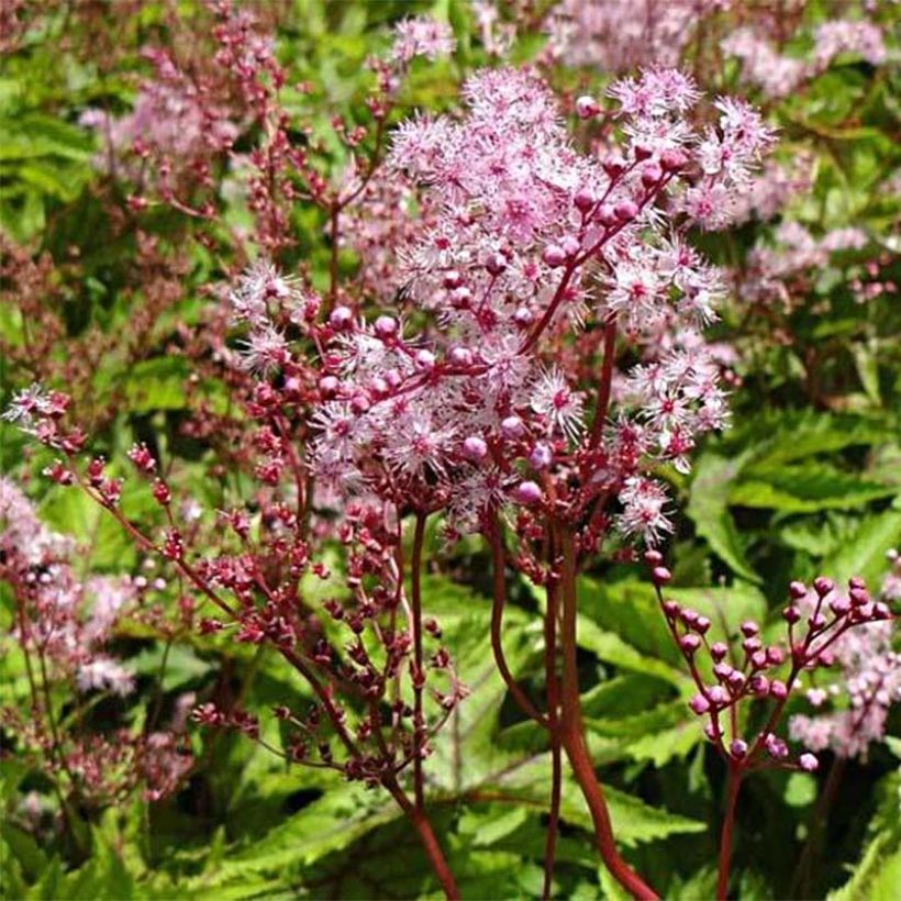 Filipendula Red Umbrellas (Floração)