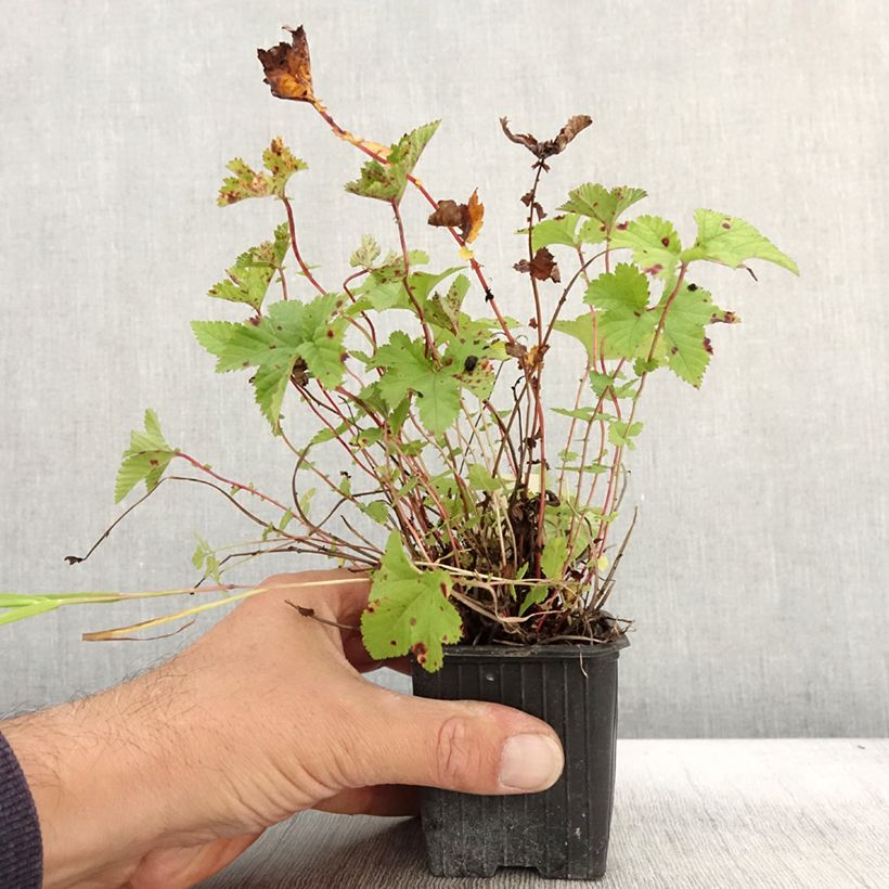 Amostra de Filipendula Kahome Vaso de 8/9 cm tal como entregue no outono