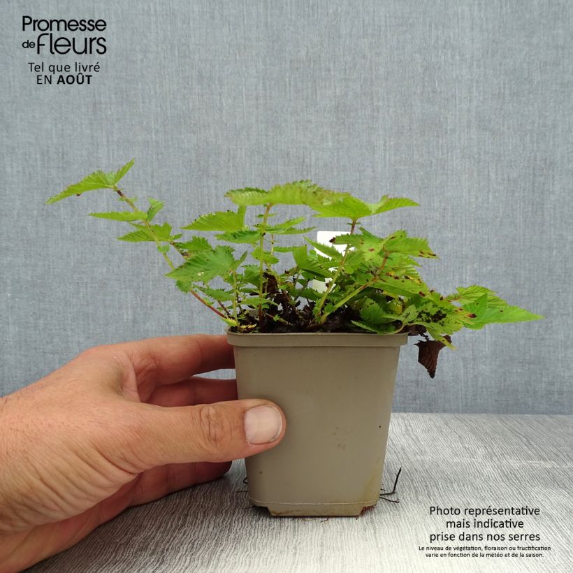 Amostra de Filipendula Kahome Vaso de 8/9 cm tal como entregue no verão