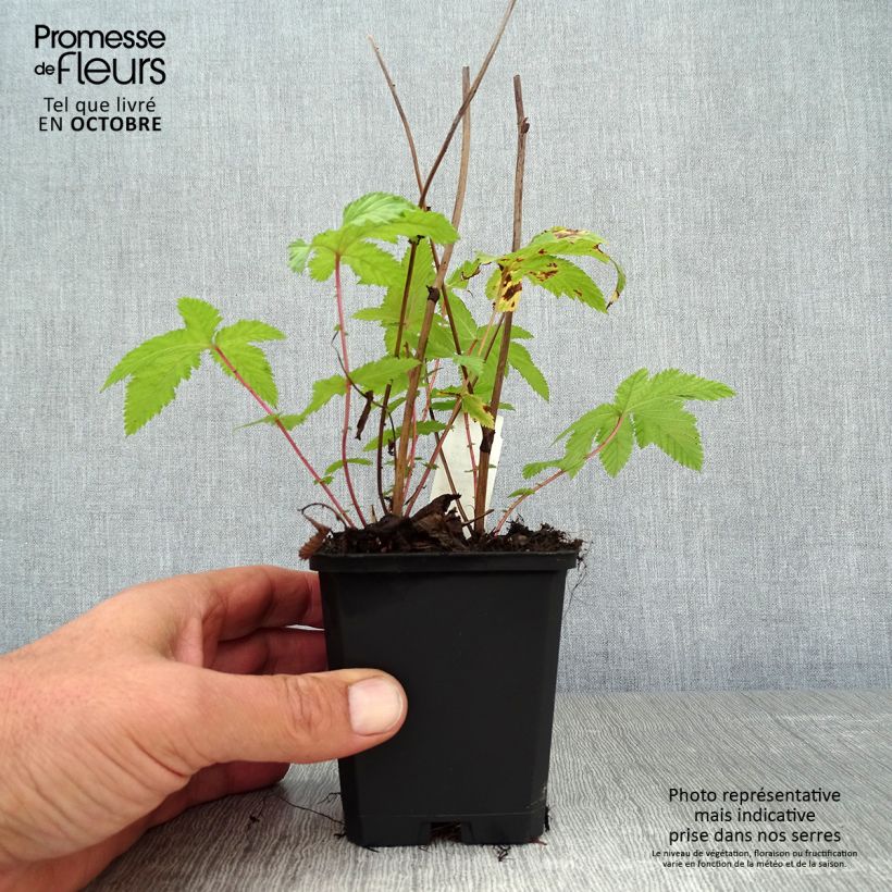 Amostra de Filipendula palmata Nana Vaso de 8/9 cm tal como entregue no outono